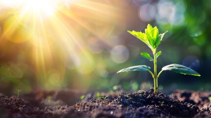 Poster - An emerging plant growing in the sunlight. An environment and ecology concept. A sustainable, renewable resource.