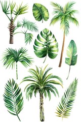  A beautiful set of watercolor palm trees and leaves. Perfect for tropical-themed designs