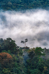 Beautiful foggy forest of Nongriat village. Nongriat is a village in the East Khasi Hills district of Meghalaya State, in north-eastern India.