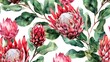 Beautiful watercolor painting of red proteas on a white background. Perfect for home decor or floral-themed designs