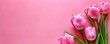 pink background with pink tulips,