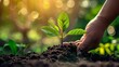 Hands of farmer nurturing tree growing on fertile soil with green and yellow bokeh background / protecting nature / Earth Day concept.