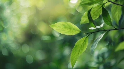Detailed close up of a leaf on a tree branch. Suitable for nature themes