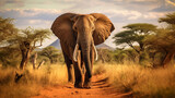 Fototapeta  - elephant in the savannah