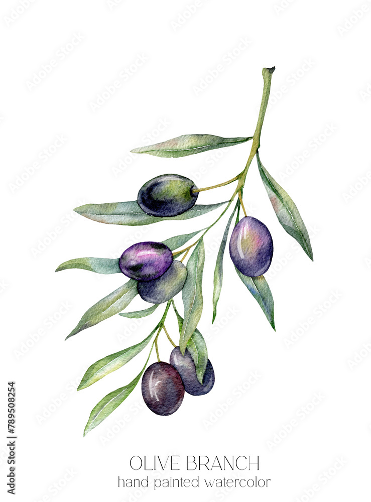 Olives Watercolor Illustration. Olive Branches Greenery Hand Painted ...