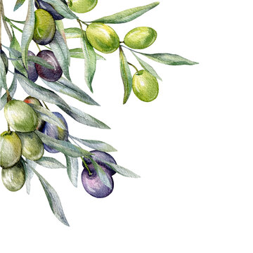 Olives Watercolor Illustration. Olive Branches Greenery Hand Painted Watercolor isolated on white background.  Perfect for olive wedding invitations, floral labels, bridal shower and greeting cards