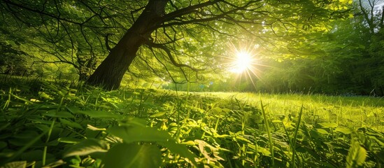 Poster - Nature in springtime with sunlight shining through green scenery, a sunny forest during the early hours.