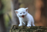 Fototapeta Zwierzęta - small funny white kitten on a stump