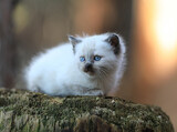 Fototapeta Zwierzęta - small funny white kitten on a stump