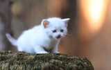 Fototapeta Desenie - small funny white kitten on a stump