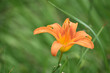 Blooming Orange Daylily Naturalized in a Garden