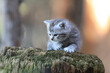 small funny gray kitten on a stump