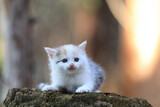 Fototapeta Desenie - small funny white kitten on a stump