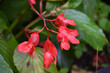 Stunning Red Begonias Blooming and Flowering in the Summer