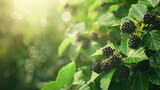 Sunlit Blackberry bush, ripe berries