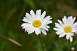 Flowering and Blooming Wild Daisies in a Field