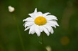 Single Wild Daisy Flower Blossom in Bloom