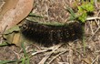 Salt marsh moth caterpillar (Estigmene acrea) insect eating dead leaves, fuzzy nature Springtime pest control.