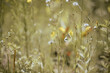 different grasses, butterfly on flowers, sunny beautiful day