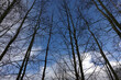 Nature landscape with silhouettes of high leafless trees bottom up view in the forest against beautiful blue sky with white clouds