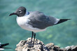 Laughing Gull Standing on a Coral Rock