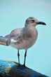 Laughing Gull Standing on a Pier in Aruba