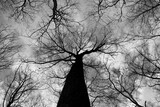 Fototapeta Niebo - A black and white photo of the tall bare tree.