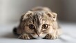 Sad Scottish fold cat