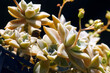 Fading graptopetalum photographed close up against a dark background on a sunny day