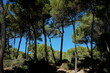 Pinienwald auf Mallorca
