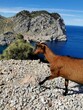 Ziege an der Küste Mallorcas