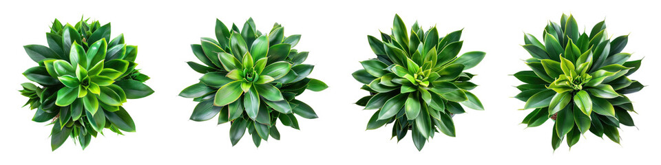 Wall Mural - succulent houseplant top view isolated on white or transparent background png cutout clipping path