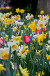 mixture of flowers in the rain, various daffodils and tulips