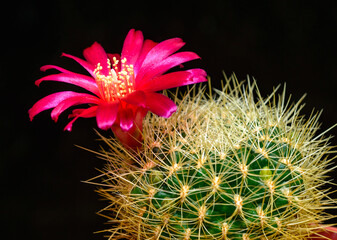 Wall Mural - Lobivia sp., cactus blooming with a red flower in the spring collection, Ukraine