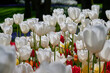 mixed field of different colored tulips, with white tulips in the foreground with backlight