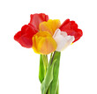 Bouquet of multicolored tulips.