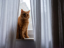 A Red Cat In The Window