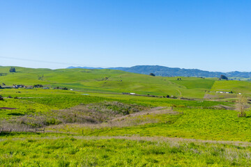 Wall Mural - Picturesque morning in the rolling green grassy hills of Sonoma County, California. 