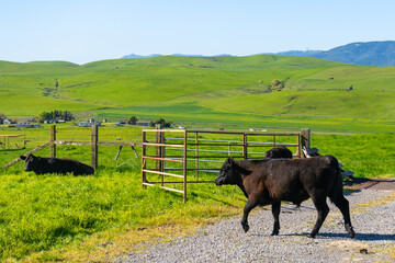 Wall Mural - Cows grazing in the picturesque rolling hills of Petaluma, California.