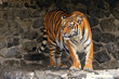 an adult animal tiger on the stones in the zoo
