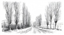 Old Fashioned Drawing Of A Row Of Poplars Lining A Tranquil Country Road