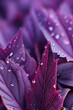 Purple leaves with dew drops in the morning. Natural background.