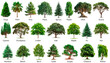 Big set of trees isolated on a white or transparent background. Bundle of trees with green leaves close-up, front view. Graphic design element on the theme of nature and caring for trees.
