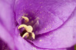 Close-Up of Purple Flower Stamens in Bloom