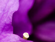 Close-Up of Purple Flower Stamens in Bloom