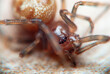 Close-Up of a Brown Spider on a Textured Surface