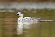 Smew - Mergellus albellus male swimming in water with colorful background. Photo from Lubusz Voivodeship in Poland.