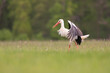 White stork - Ciconia ciconia with spread wings with green meadow in background. Photo from Lubusz Voivodeship in Poland. Copy space on left side.