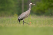 Common crane, Eurasian crane - Grus grus female walking in green grass on meadow with chick in background. Photo from Lubusz Voivodeship in Poland.