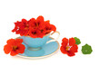Nasturtium flowers in a teacup on white background. Used in food decoration and herbal medicine flower remedies as a cold and flu remedy, treats bronchitis, sore throats.